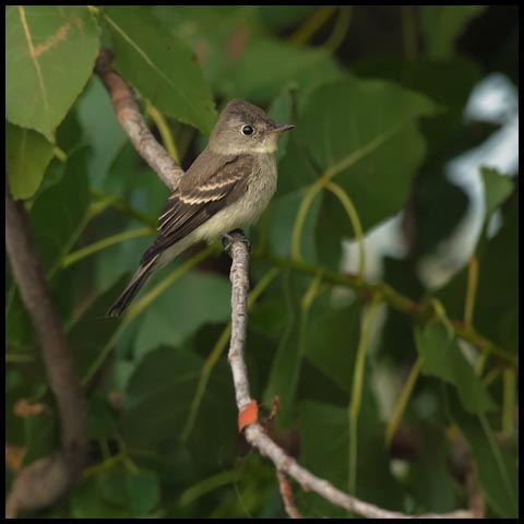 Eastern Wood Pewee