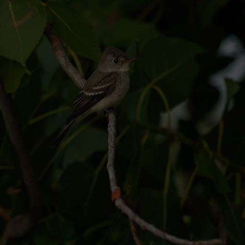 Eastern Wood Pewee