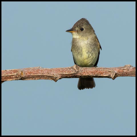 Eastern Wood Pewee
