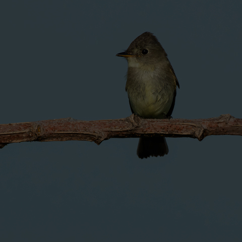 Eastern Wood Pewee