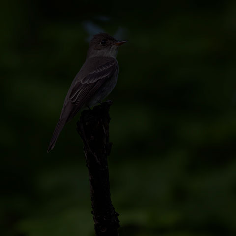 Eastern Wood Pewee