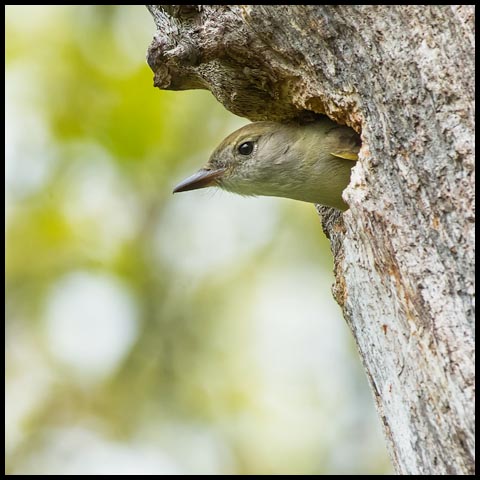Great Crested Flycatcher
