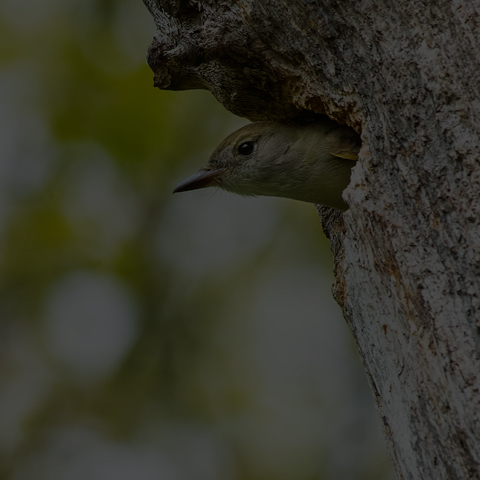Great Crested Flycatcher
