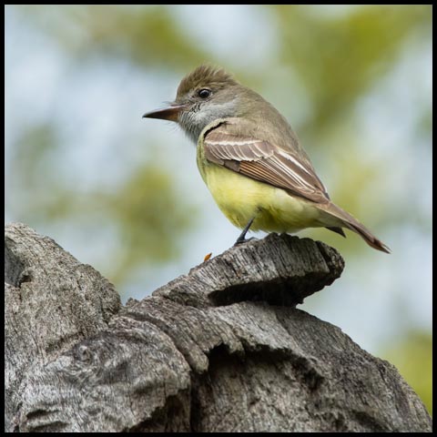 Great Crested Flycatcher