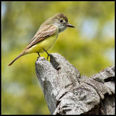 Great Crested Flycatcher