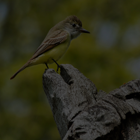 Great Crested Flycatcher