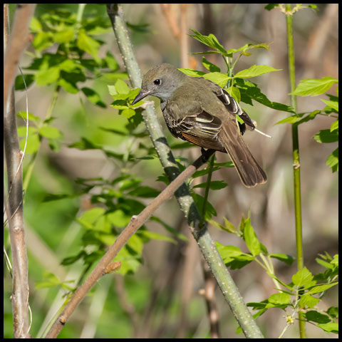 Great Crested Flycatcher