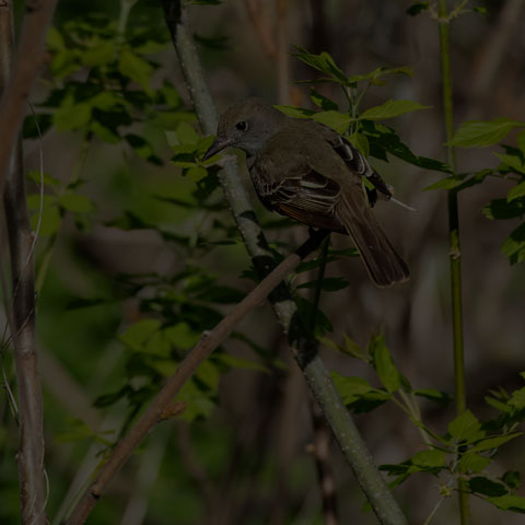 Great Crested Flycatcher