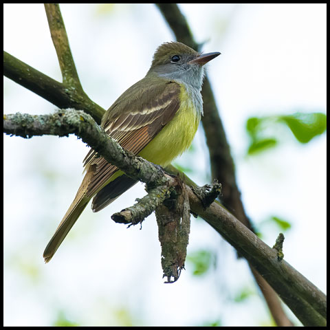 Great Crested Flycatcher