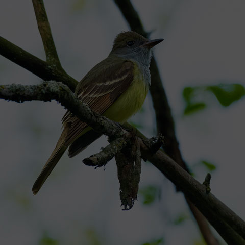 Great Crested Flycatcher