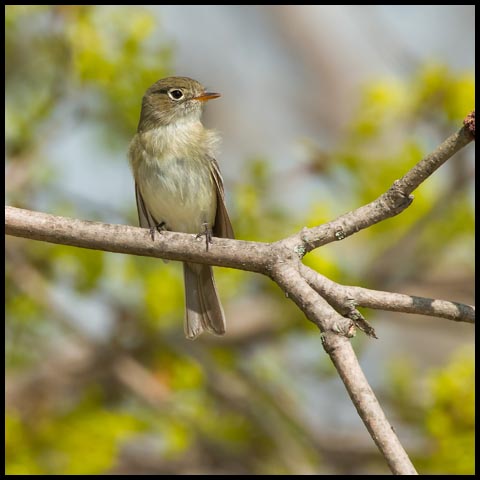Least Flycatcher