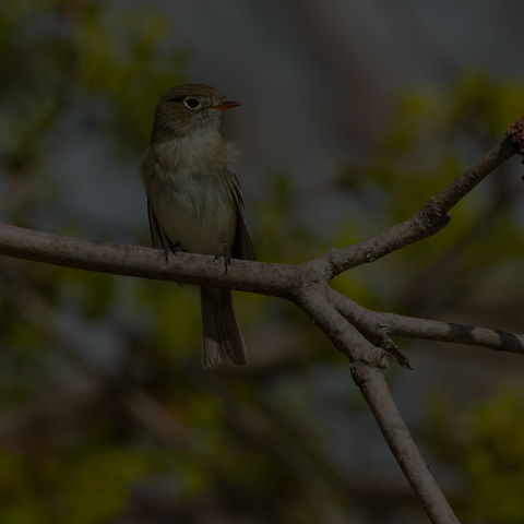 Least Flycatcher