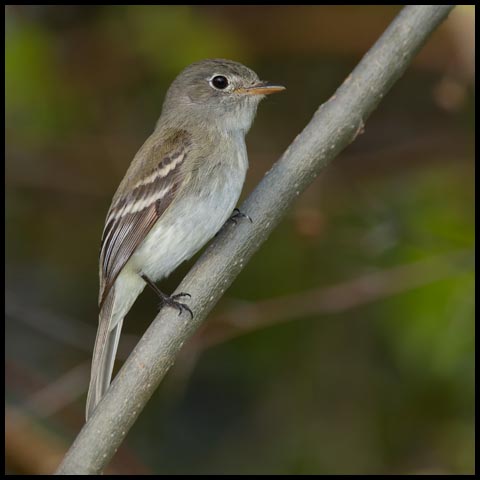 Least Flycatcher