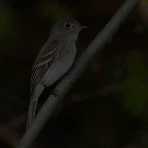Least Flycatcher
