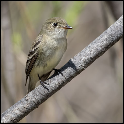 Least Flycatcher