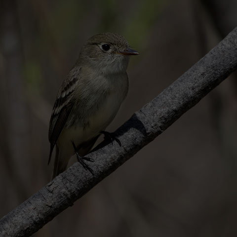 Least Flycatcher