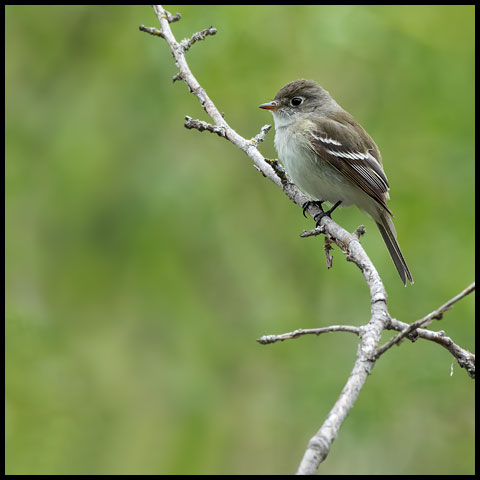 Least Flycatcher