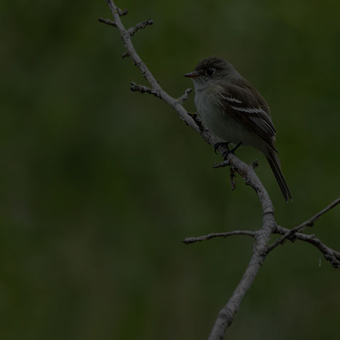 Least Flycatcher