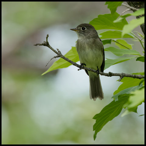 Least Flycatcher