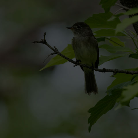 Least Flycatcher