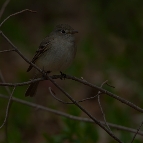 Traill's Flycatcher