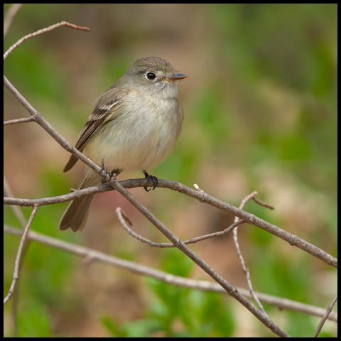 Traill's Flycatcher