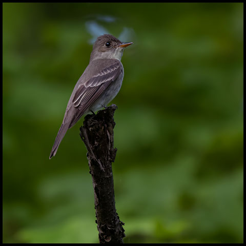Tyrant Flycatchers
