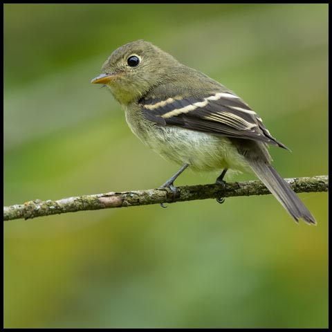 Yellow-bellied Flycatcher