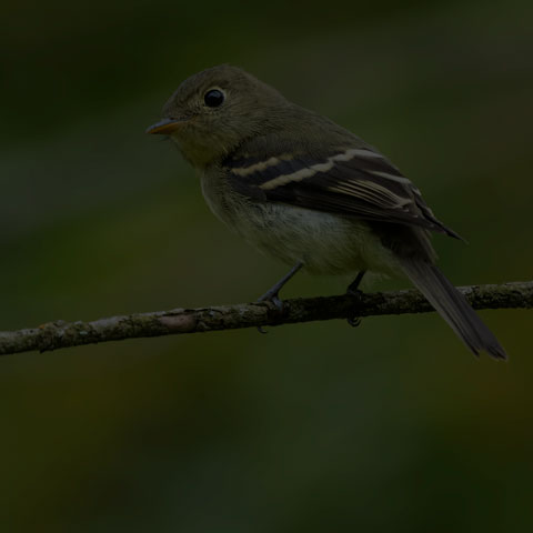 Yellow-bellied Flycatcher