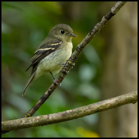 Yellow-bellied Flycatcher