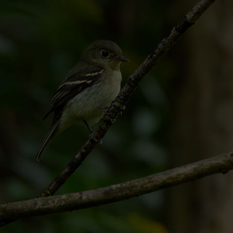 Yellow-bellied Flycatcher