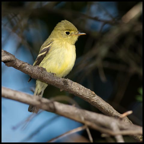 Yellow-bellied Flycatcher