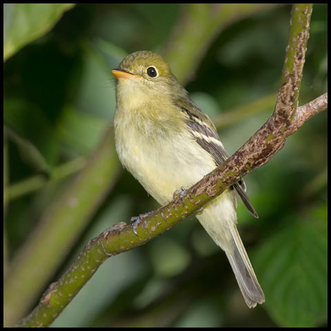 Yellow-bellied Flycatcher