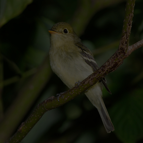 Yellow-bellied Flycatcher