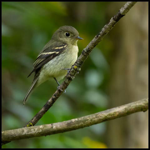 Yellow-bellied Flycatcher