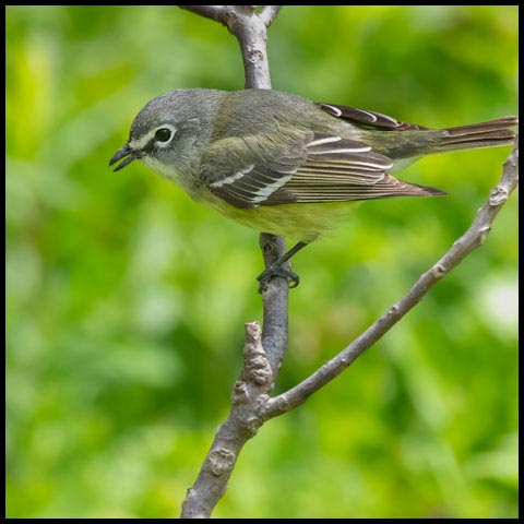 Blue-headed Vireo