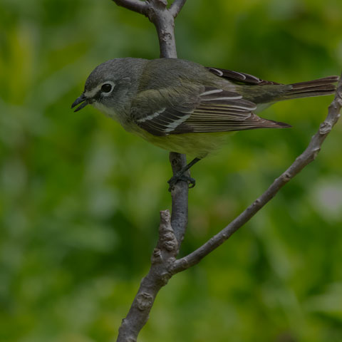 Blue-headed Vireo