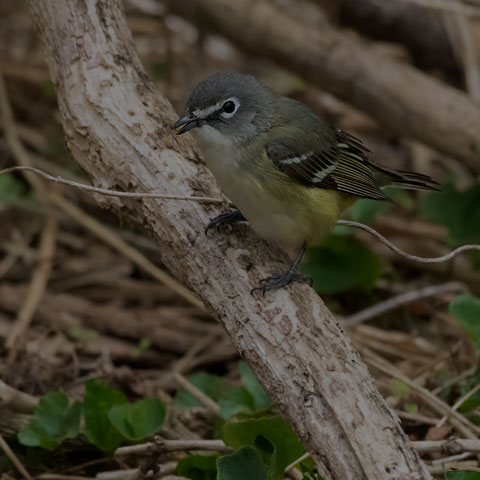Blue-headed Vireo