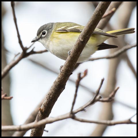 Blue-headed Vireo
