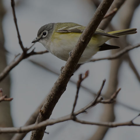 Blue-headed Vireo