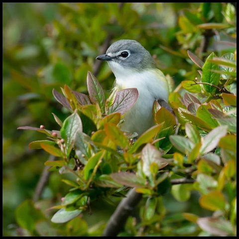 Blue-headed Vireo