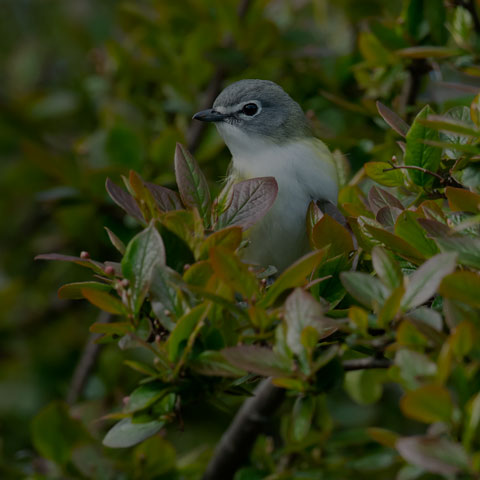 Blue-headed Vireo