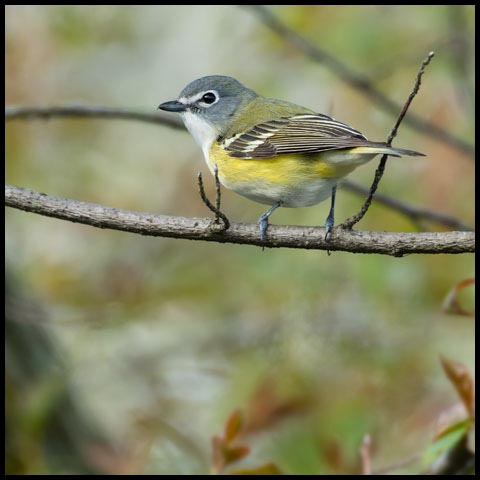 Blue-headed Vireo