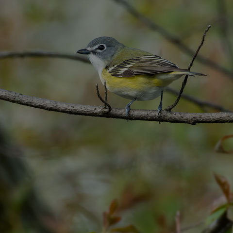Blue-headed Vireo