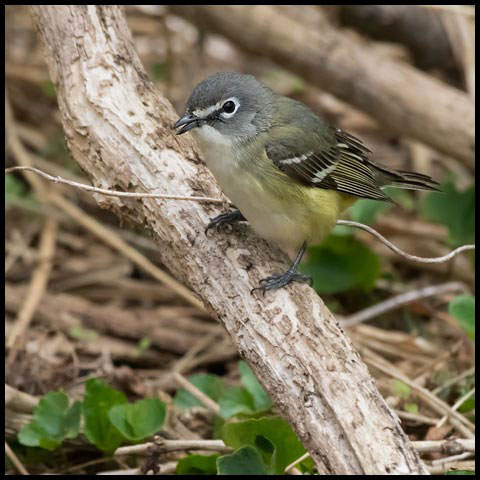 Blue-headed Vireo
