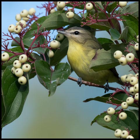 Philadelphia Vireo