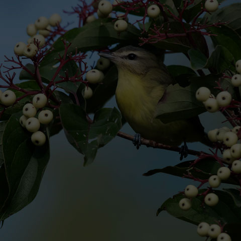 Philadelphia Vireo