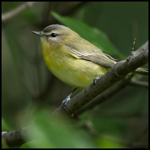 Philadelphia Vireo