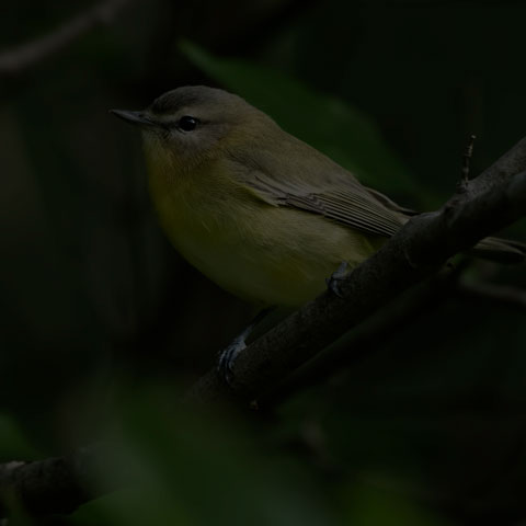 Philadelphia Vireo