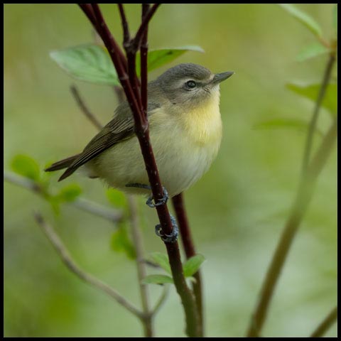 Philadelphia Vireo